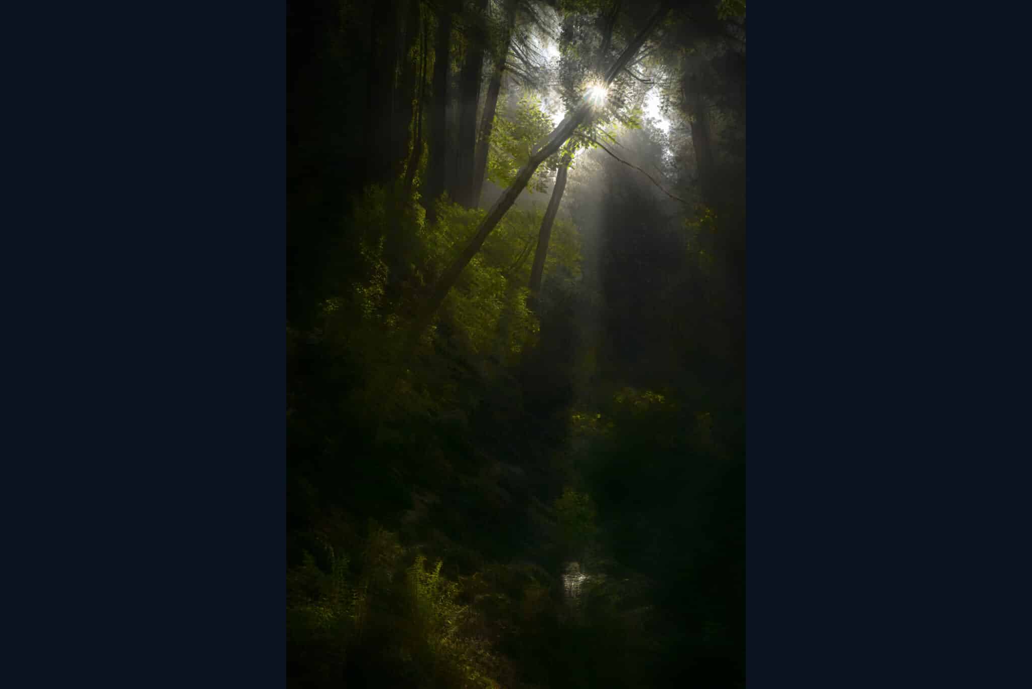 Songs From the Wood