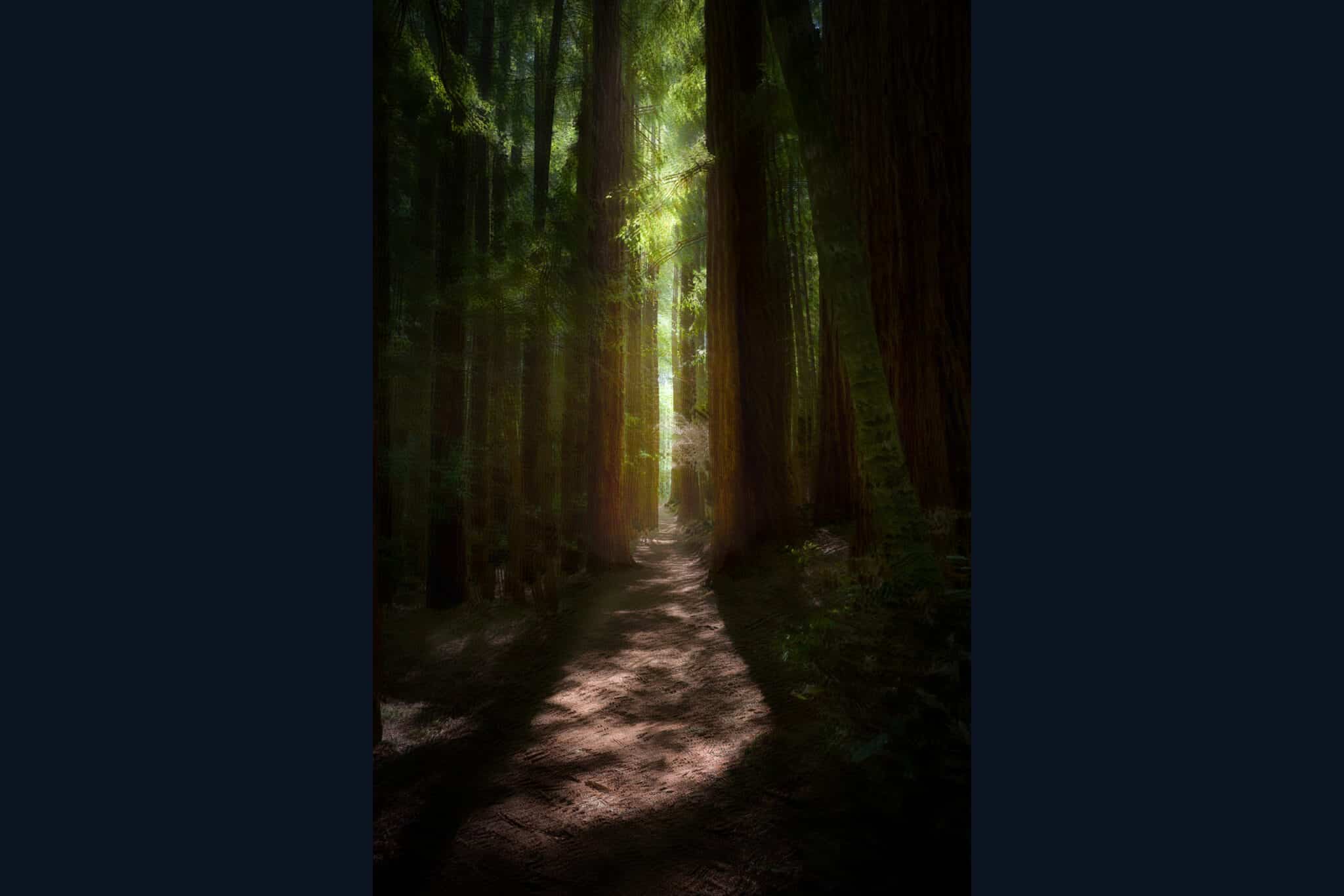 The Path